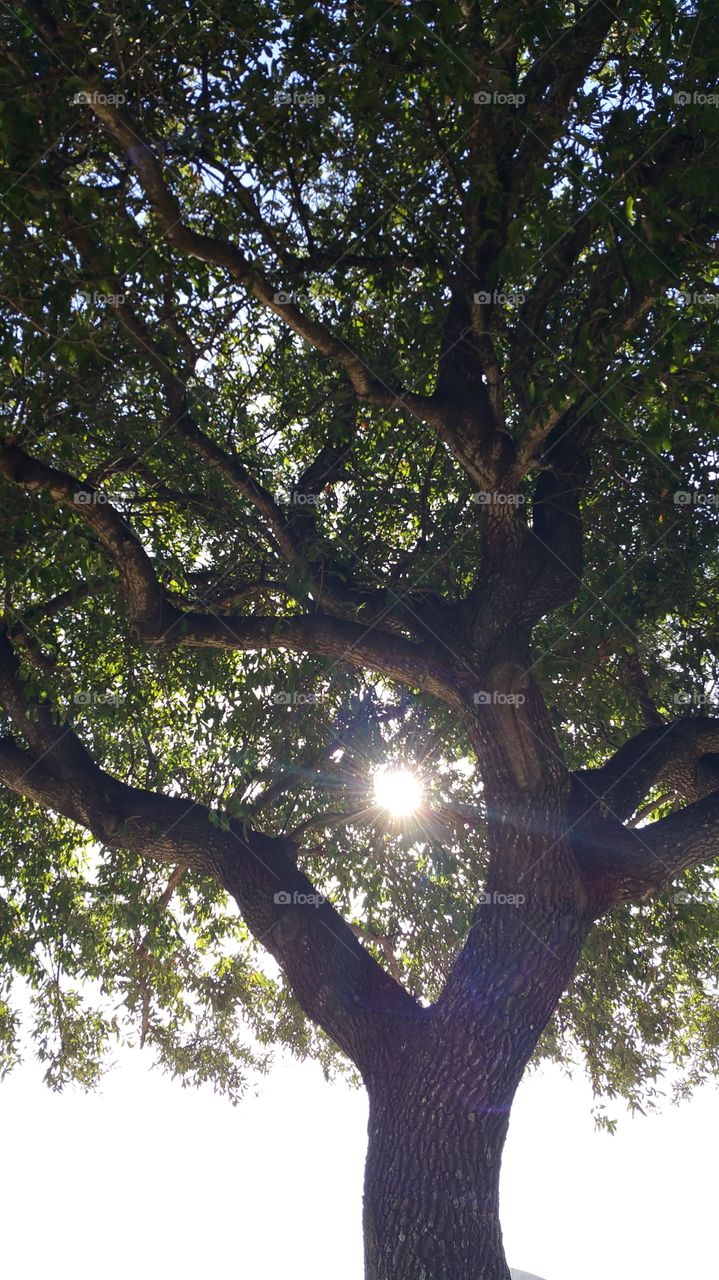 Sun. Tree with sun