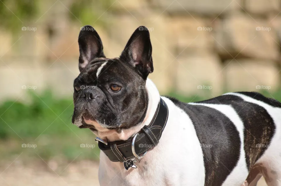 French Bulldog