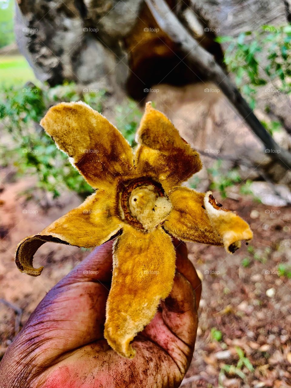 Dry petals of a baobab flower, the center is a small baobab fruit that was growing but unfortunately fell from the tree. 