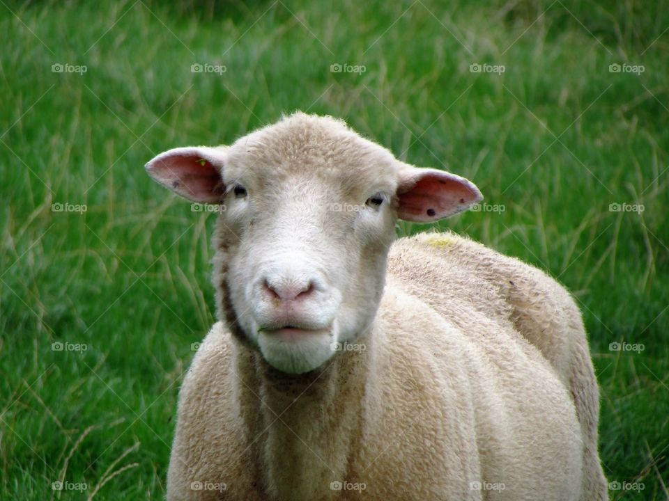 sheep