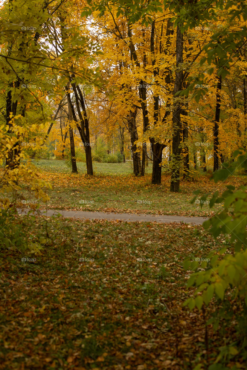 all colors of autumn