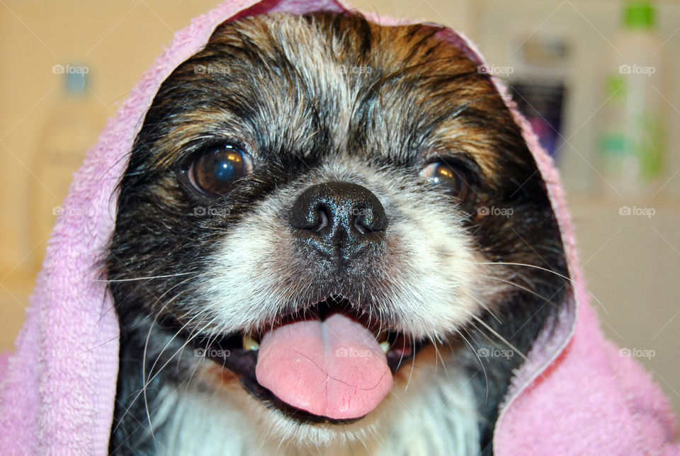 Close-up pekingese dog