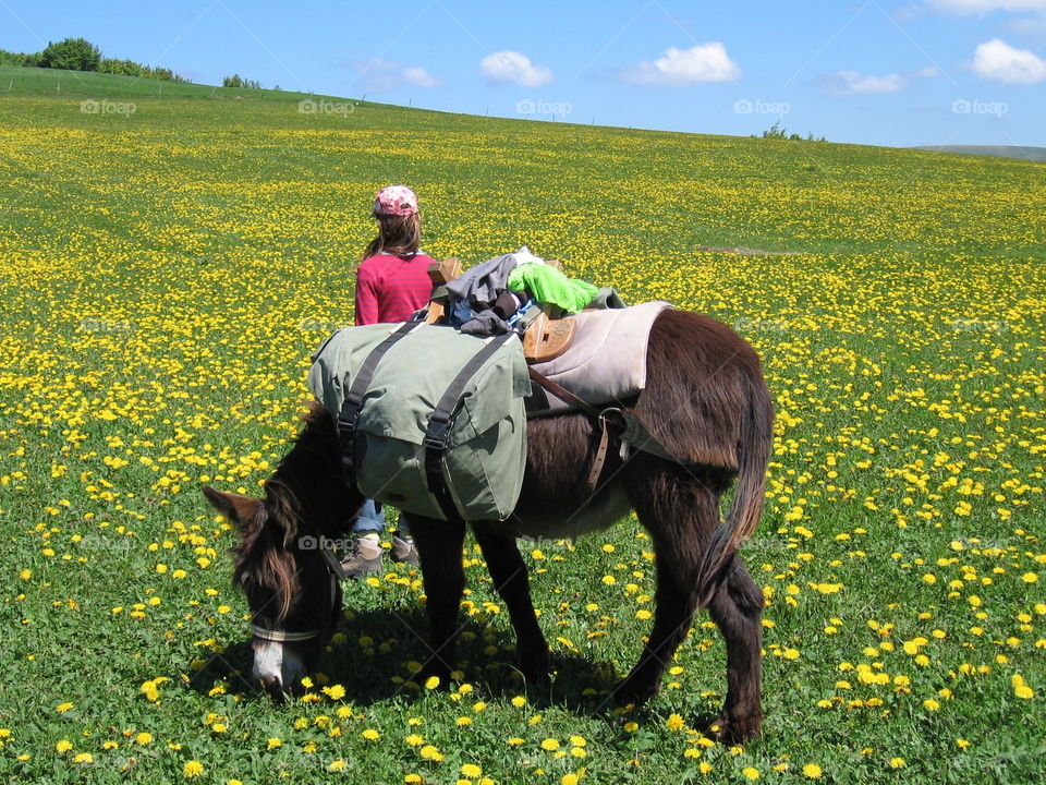 Eselwandern, Esel, Wandern mit Esel , Wandern mit Esel und Kindern, Hiking with a Donkey, Donkey, Löwenzahn