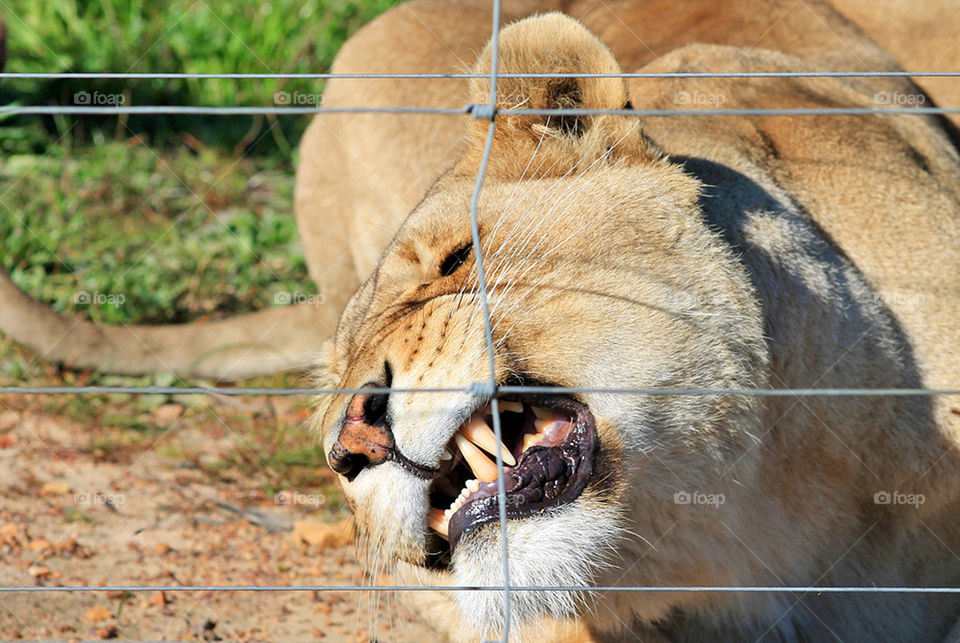 Lioness showing teeth