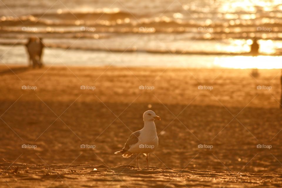 Sunset seagull with sunset and happiness glimmers on the beach.