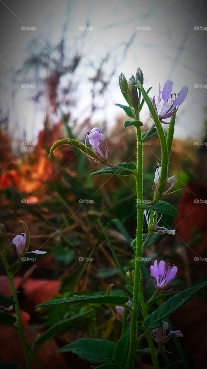 flower with tiniest look
