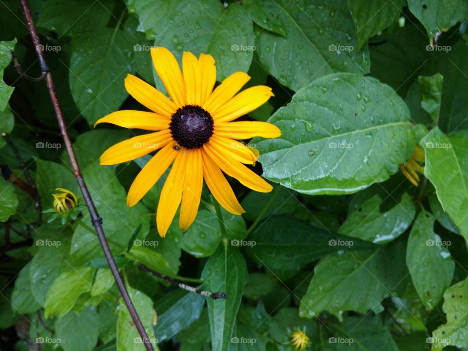 daisy after the rain