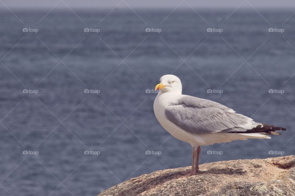 seagull on the rock
