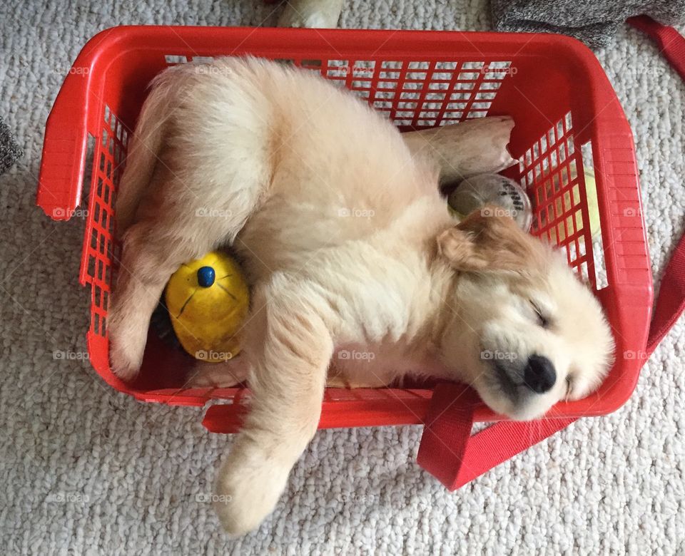 Golden retriever puppy 