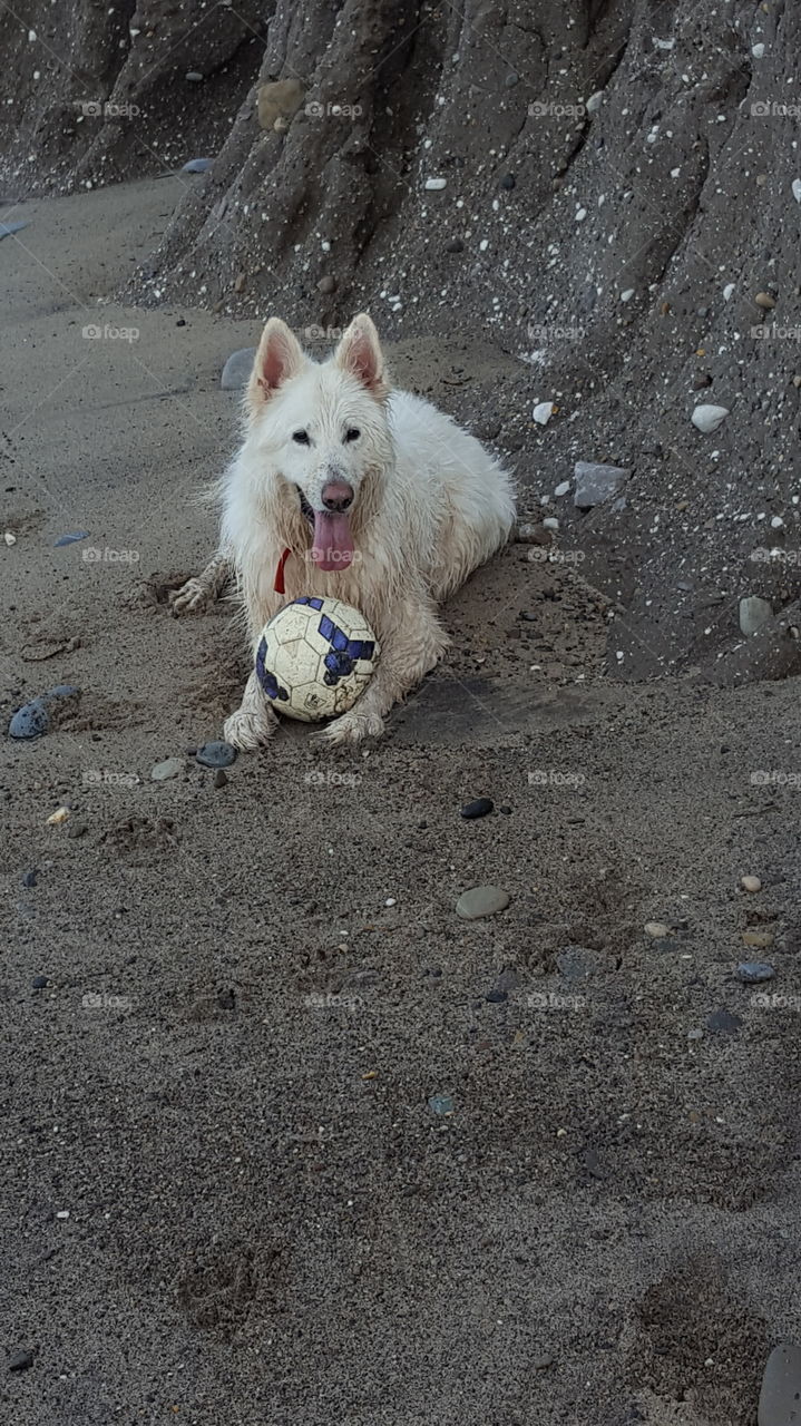 dog German Shepherd