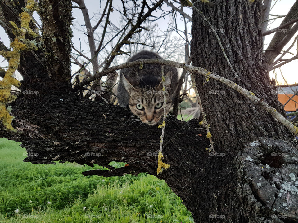 cat  in tree