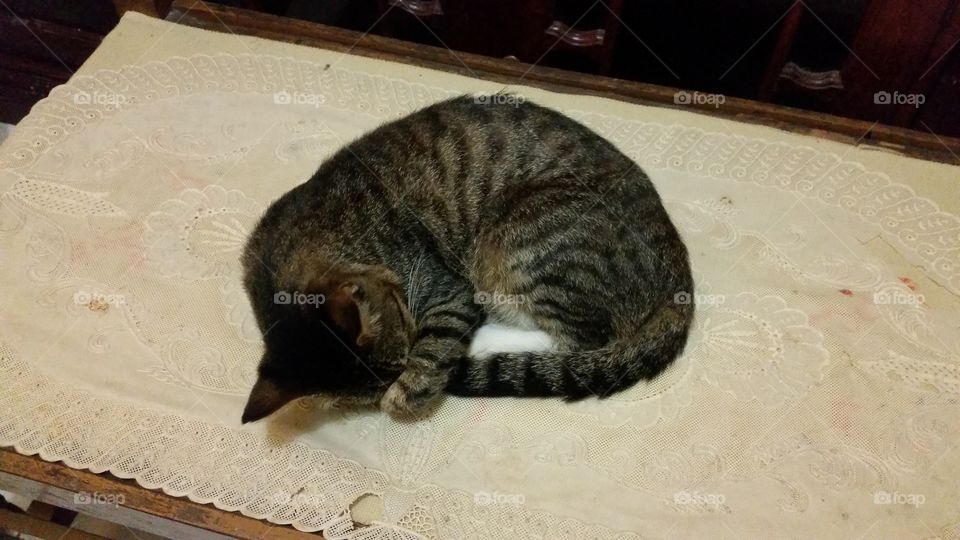 a cat sleeping on a table