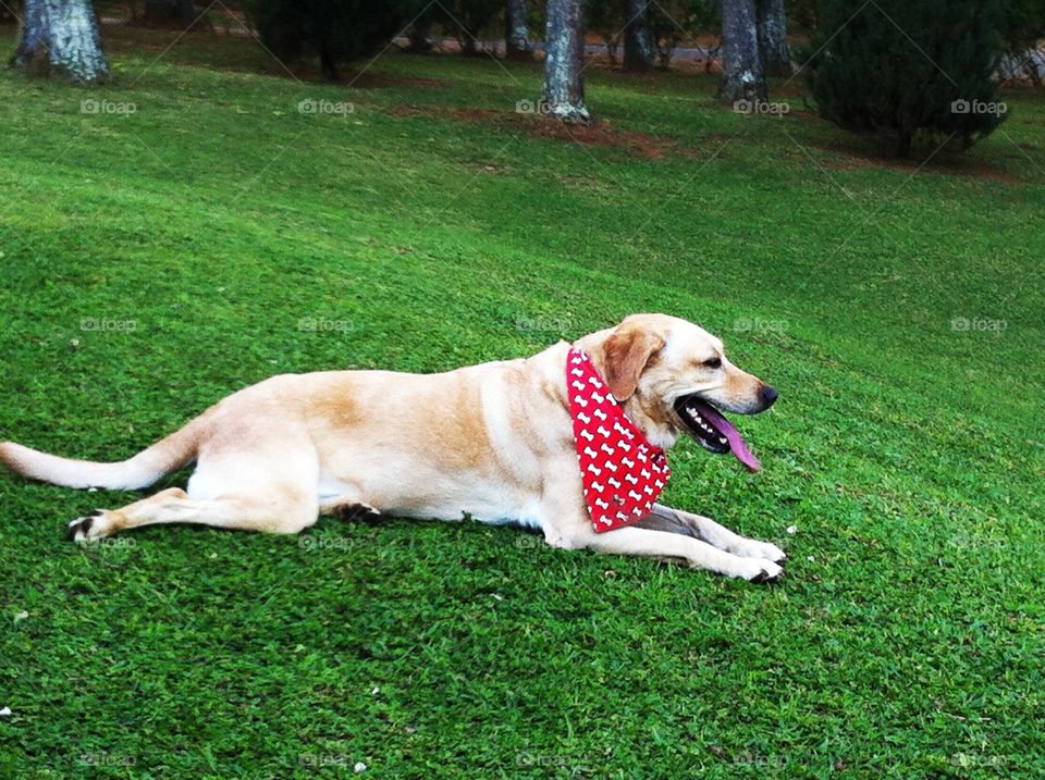 The Labrador with the red bandana 