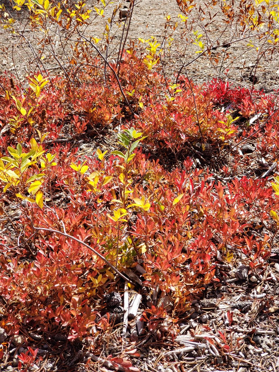 Brilliant fall colors of a landscape on the shores of Elk Lake in Oregon’s Cascade Mountains