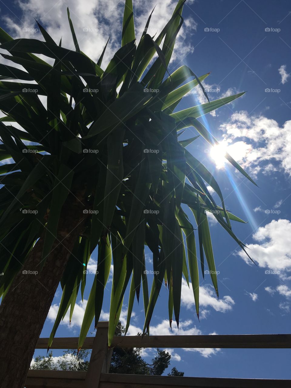 Tree, Leaf, Beach, Nature, Landscape
