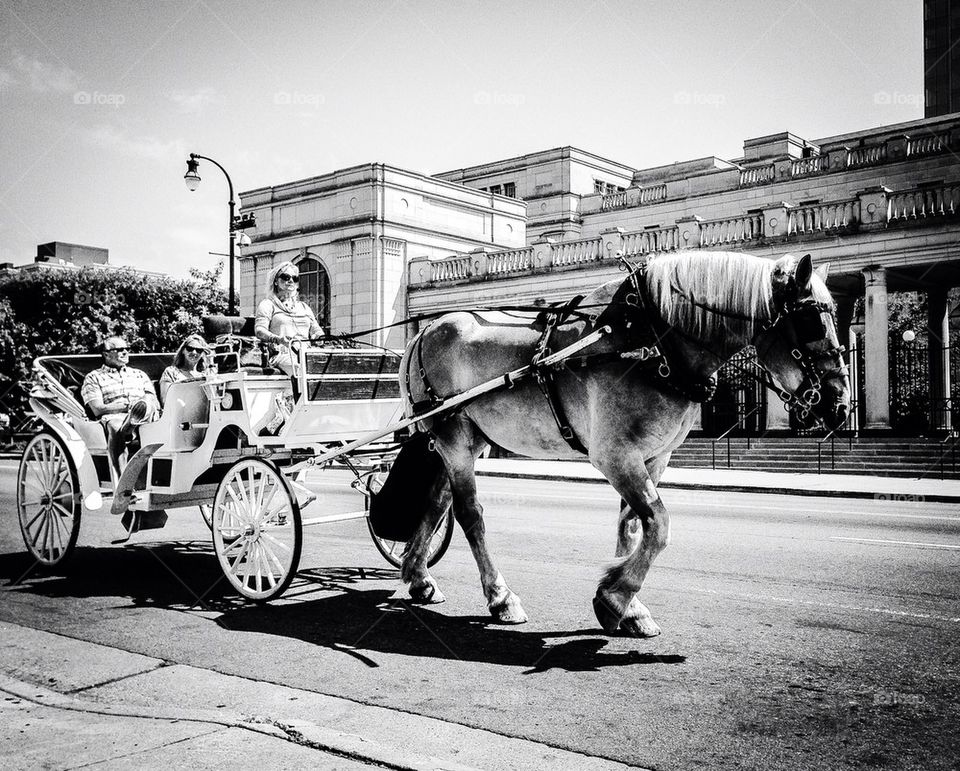 Black and white horse and buggy