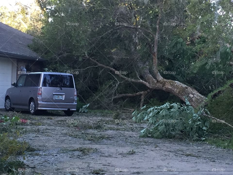 Hurricane Matthew downed many large oak trees in the northeast Florida city of Ormond Beach,  crushing this vehicle.
