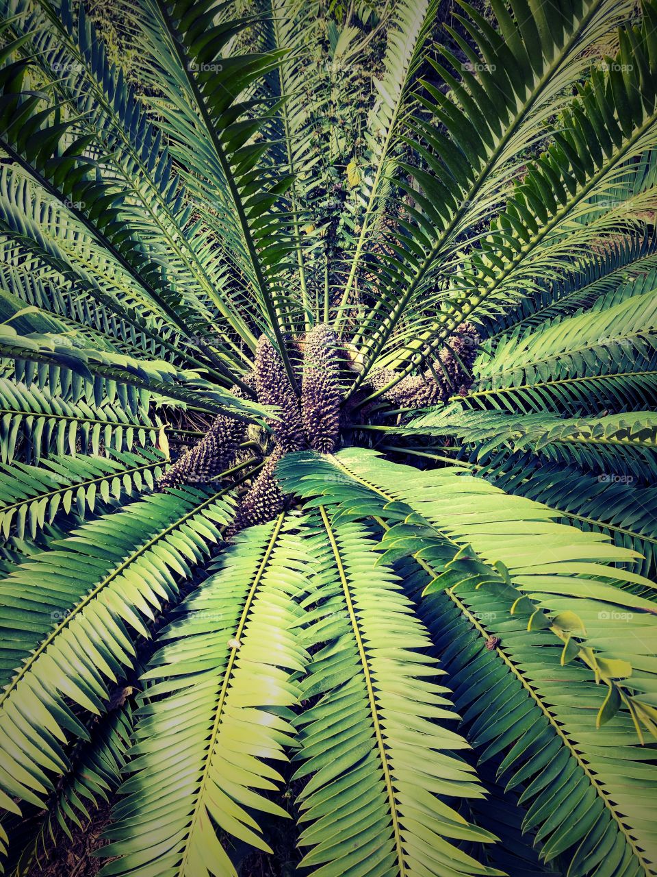 Where the Ferns Grow