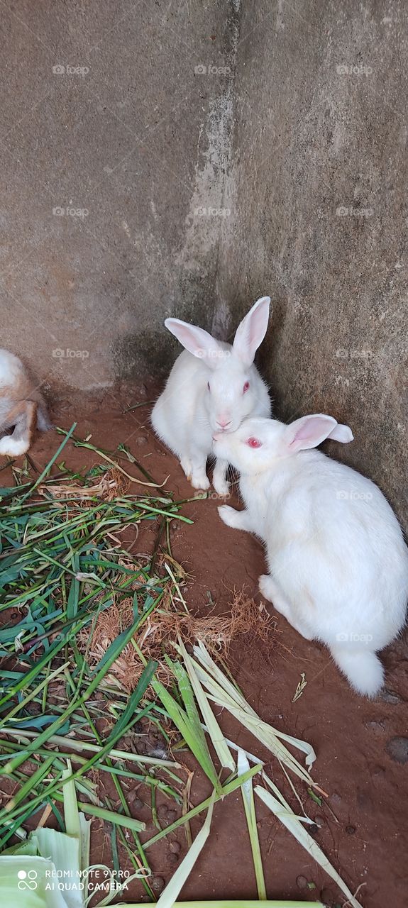 This rabbit is very beautiful