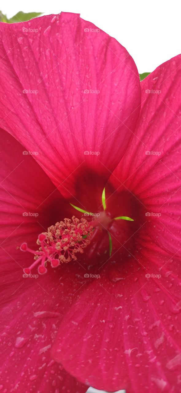 One of the most common mallow species is the marsh
hibiscus. It has a beautiful flower with pink, purple or
terracotta spots near the base of the corolla, up to 16
centimeters in diameter.