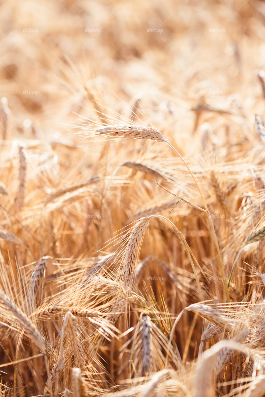 Closeup of field of ripe golden rye