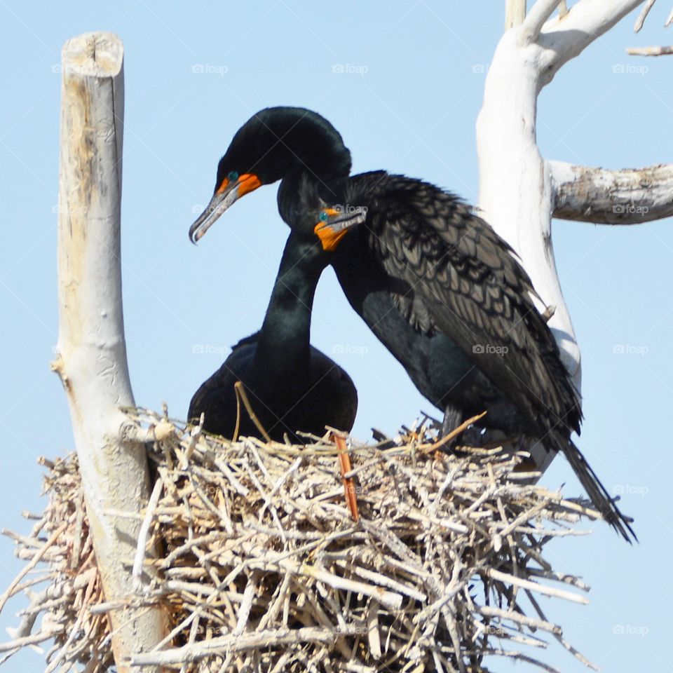 Nesting Cormorants 
