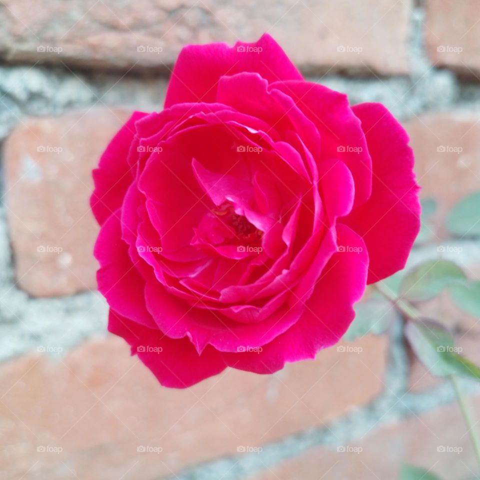 red rose