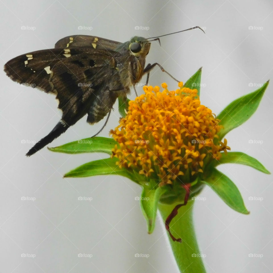 SKIPPER BUTTERFLY: Looks like a moth but it is a Butterfly! He danced and pranced on all of my flowers and gave me a run for my money to photograph!