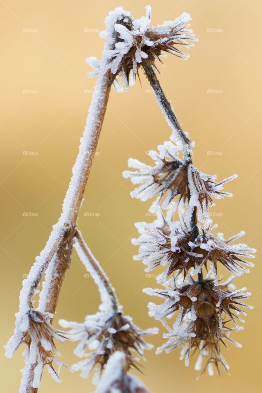 Close-up of frozen branch