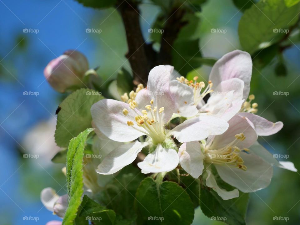 Apple tree blossoms