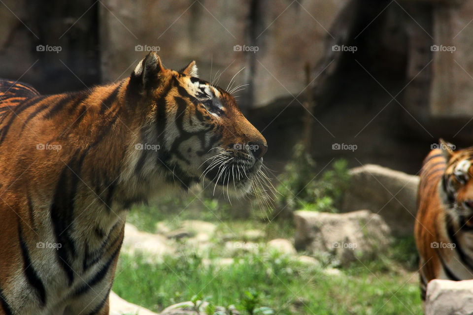 The look of a tiger during feeding time at the wild animal zoo in china.