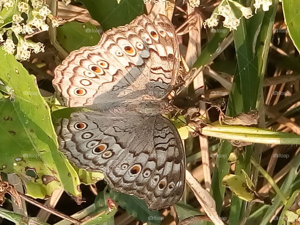 butterfly 2018-01-22 002 
#আমার_চোখে #আমার_গ্রাম #nature #butterfly #animalia #arthropoda #insecta #lepidoptera