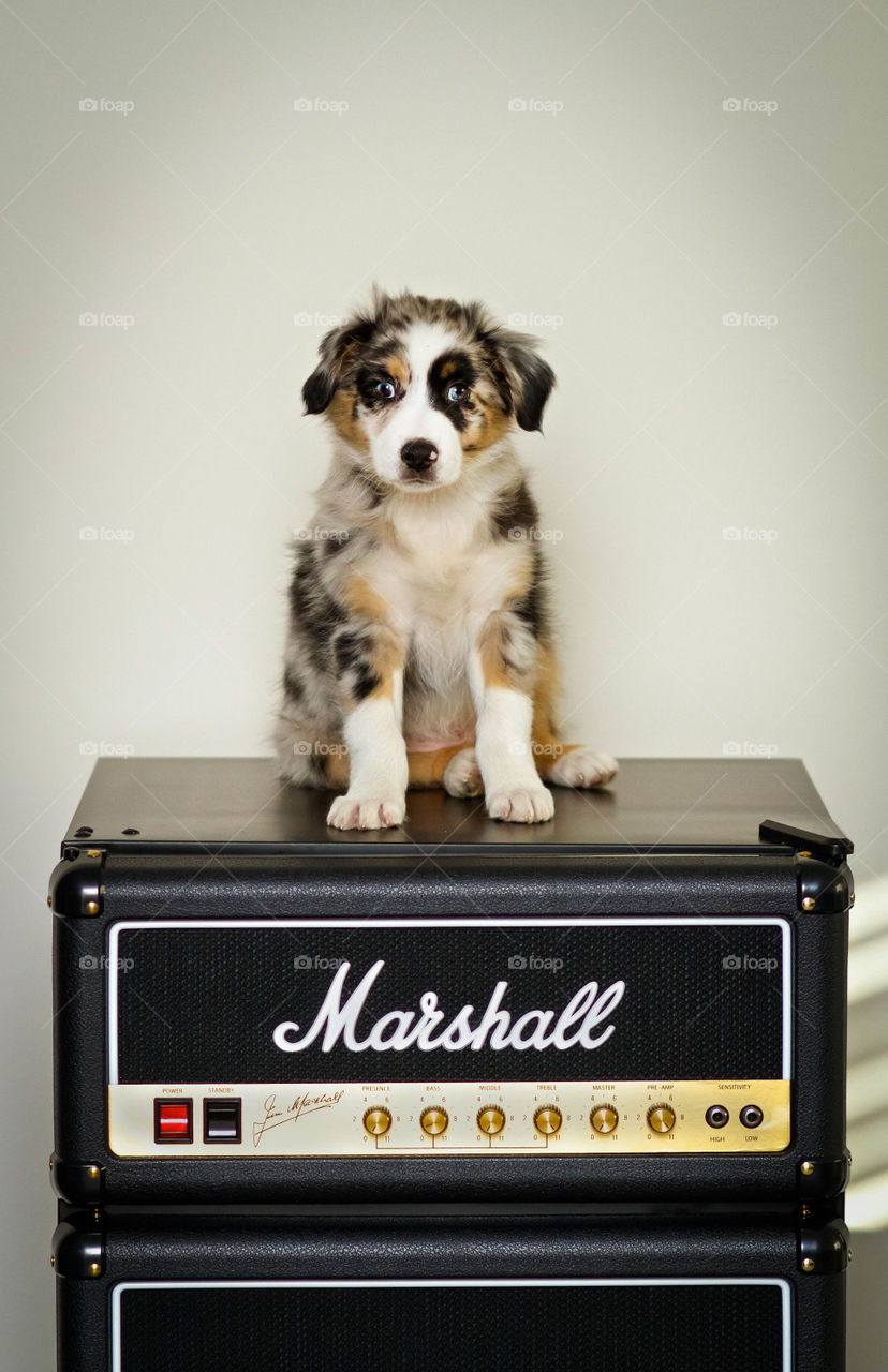 A puppy sits on a speaker