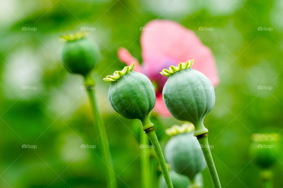the fruit of the opium poppy, scientific name: papaver somniferum