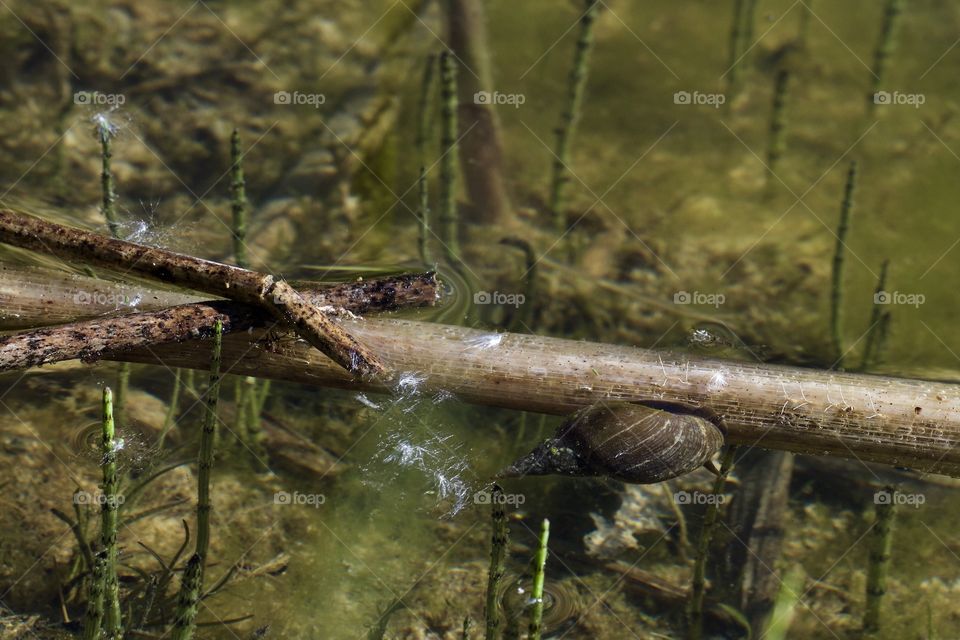 Snail in the lake