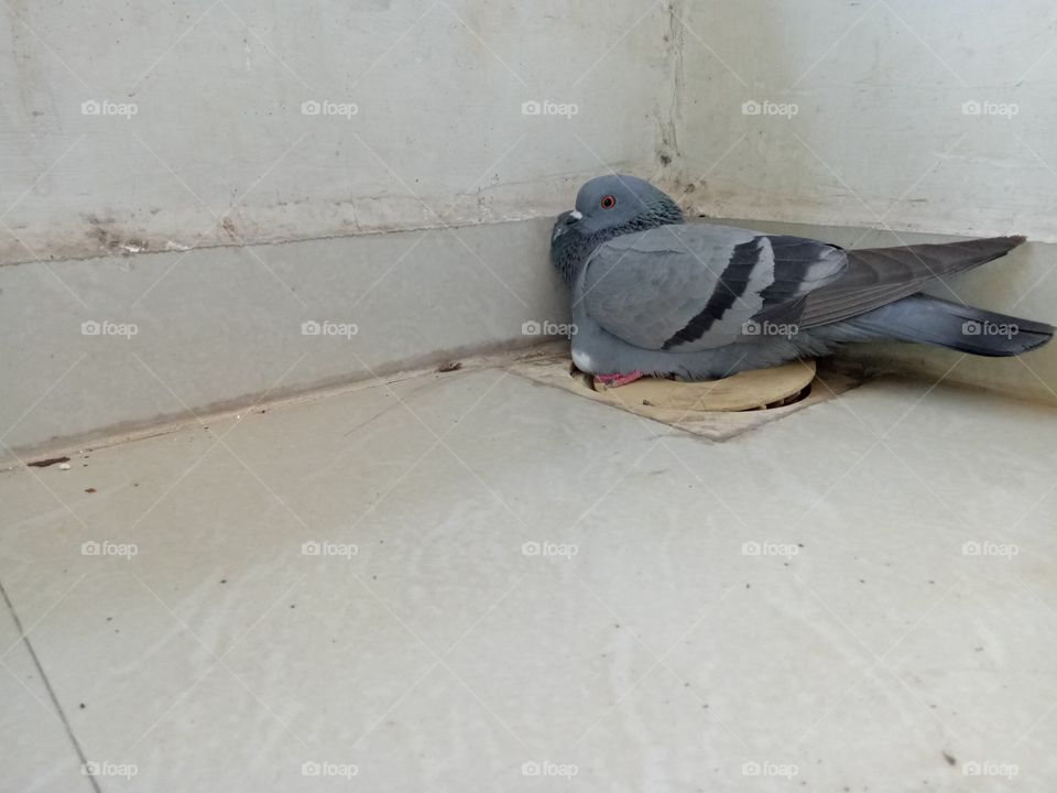 pigeon with egg