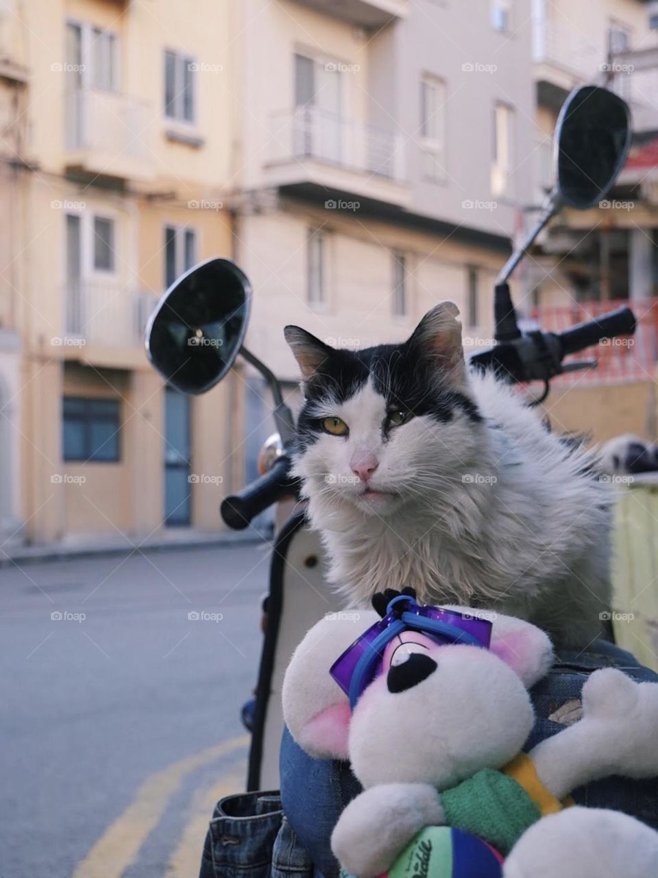 Cat sitting on a scouter in Malta