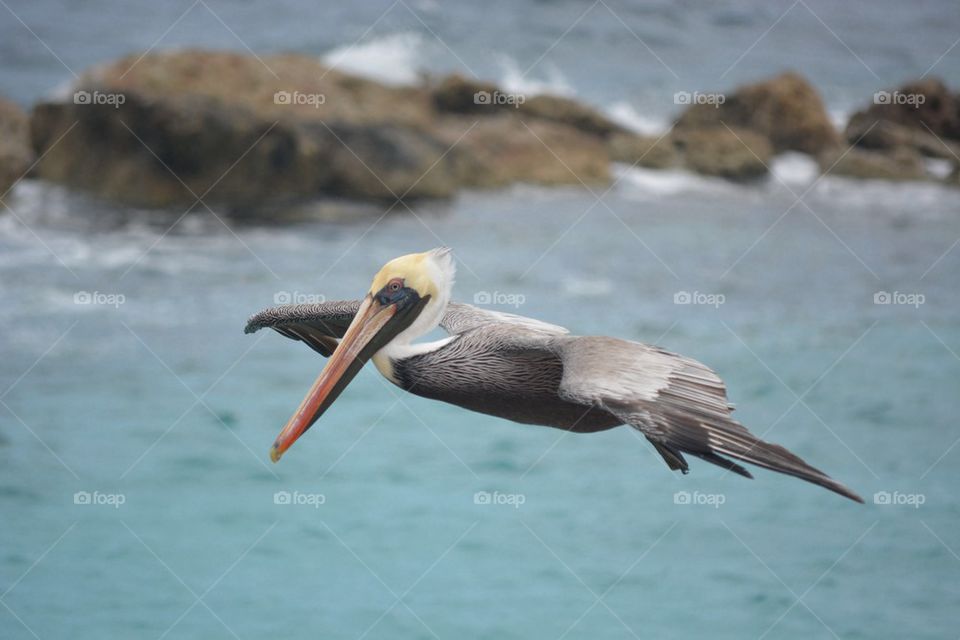 Flying pelican