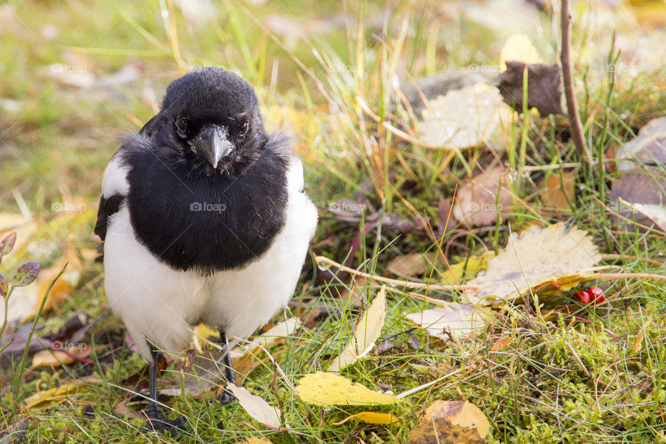 Magpie black white bird  - looking at you  - skata tittar rakt fram