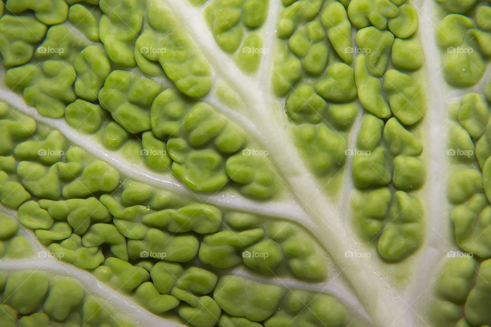 Macro of savoy cabbage veins and leaf pattern.