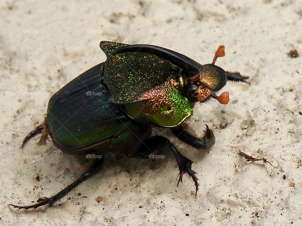 Male rainbow scarab also called Phanaeus vindex with a horn on the head indicating it’s a male, usually native from south Florida but found in central eastern Florida. 