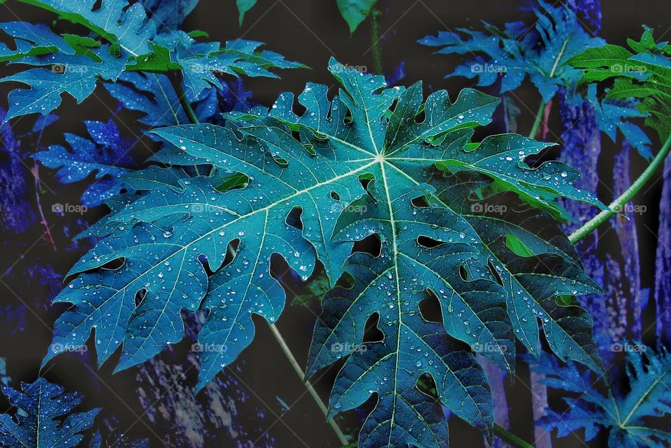 detail of large green leaves with raindrops