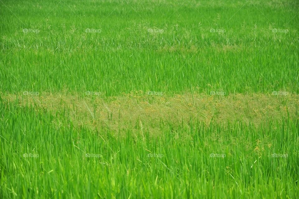 Grass, Field, Growth, Rural, Cereal