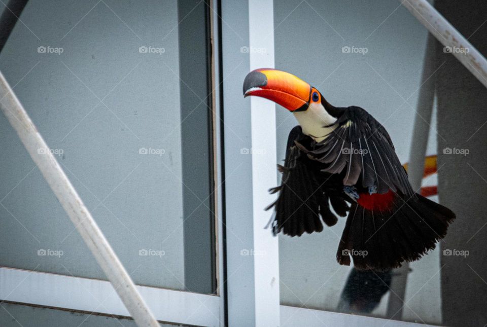 Tucano brinca com seu reflexo em janela de prédio