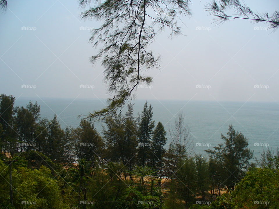 Landscape, Tree, No Person, Nature, Wood