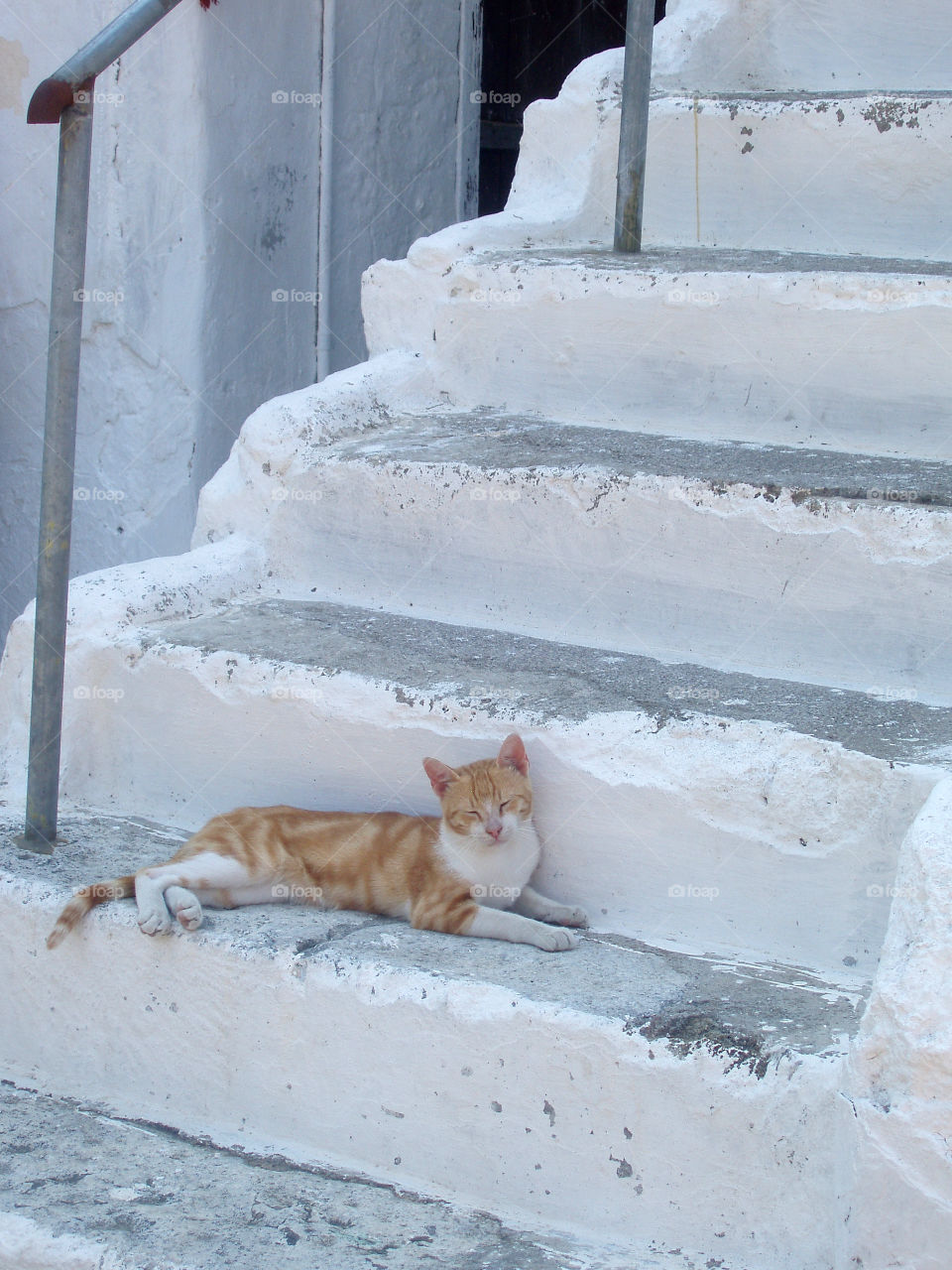 Cat in Greece