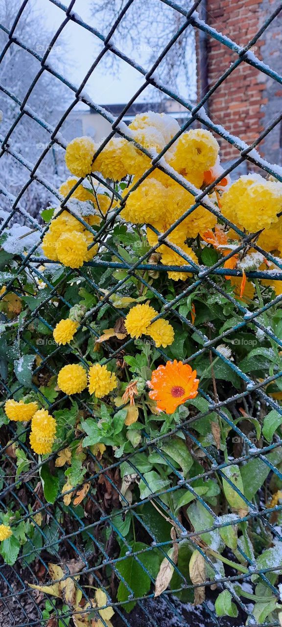 colors of autumn with snow 4