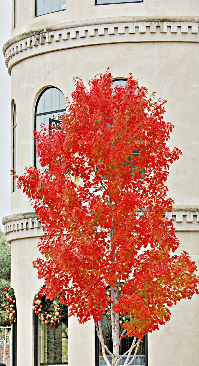Nature's red leaf tree