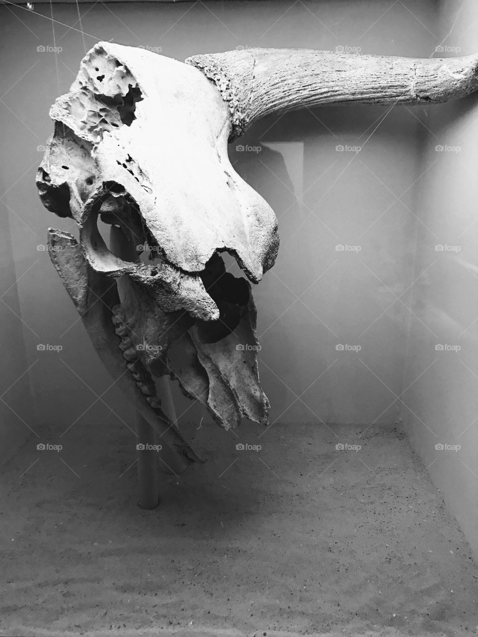 Dark sacrilegious old dead skull of bull ♉️ 🐂💀