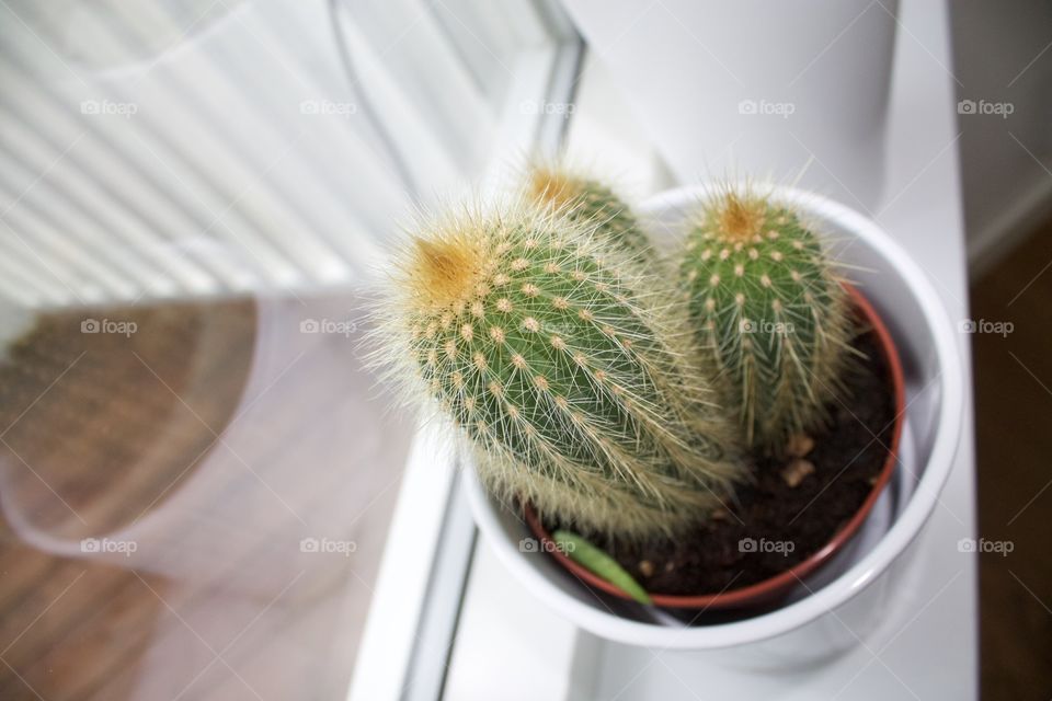 Big cactus plant indoors in daylight